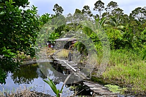 Lush green surrounds local-style house in Bakkie, Suriname photo
