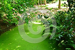 Lush green swamp natural landscape