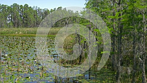 Lush green swamp in tropical forest environment.