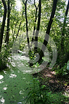 Lush green swamp and tropical forest scene.