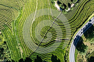 Lush green tea fields on San Miguel Island, Azores