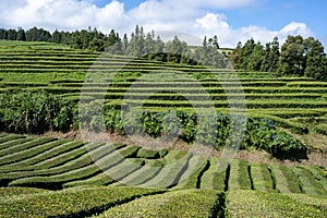 Lush green tea fields on San Miguel Island, Azores