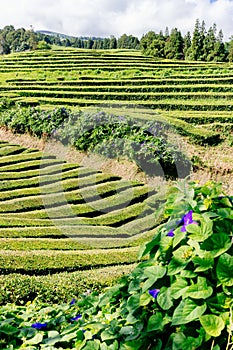 Lush green tea fields on San Miguel Island, Azores