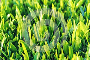 Lush and green tea leaves