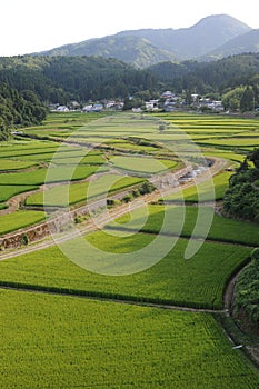 Lush green terrace rice paddies and fields in Akita prefecture, Tohoku region, northern Japan