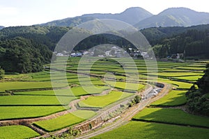 Lush green terrace rice paddies and fields in Akita prefecture, Tohoku region, northern Japan, Asia