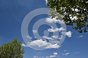 Lush Green Tree with Blue Sky in background