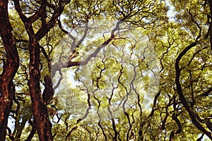 Lush green tree branches. The warm spring sun shines through the trees. Thick green leaves, outdoor landscape