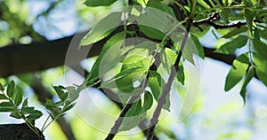 Lush green tree branches in the wind