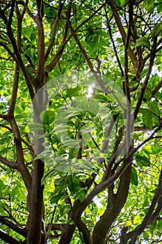 Lush green tree in dense forest with abundant foliage