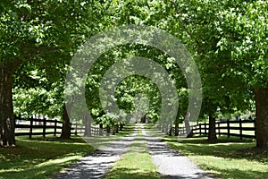 A Lush Green Tree Lined Driveway Reveals a Mansion at the End