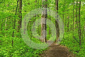 Lush green trees