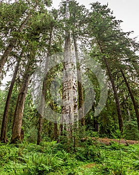 Lush green trees, ferns and moss in Hoh rainforest