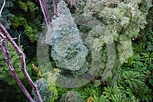 Lush green trees and ferns in rainforest.