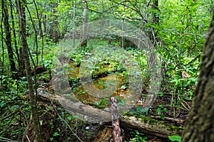 Lush green trees in the forest with a creek with silky brown water on the Doll`s Head Trail at Constitution Lakes