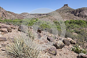 Lush green trees surrounded by dry barren desert