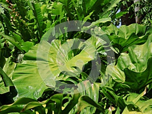 Lush Green Tropical Philodendron Plants