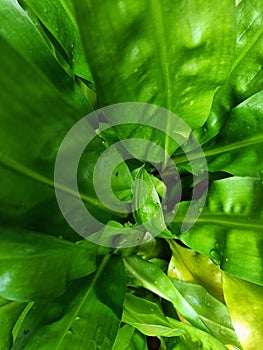 lush green tropical plant in outdoor garden close up view photo