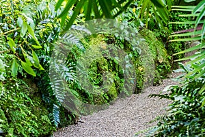 Lush green tropical vegetation along a gravel path