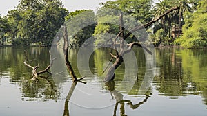 Lush green vegetation on the lake shore.