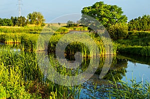 Lush green vegetation