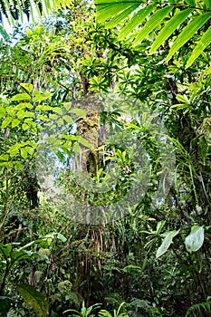 Lush green vegetation in tropical Amazon rain forest