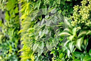 Lush Green Vertical Garden