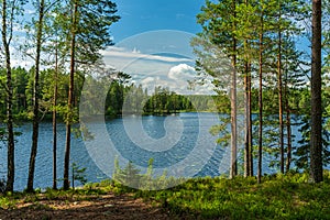 Lush green view from a small lake in a forest in Sweden