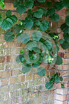 Lush green vine growing on a brick wall