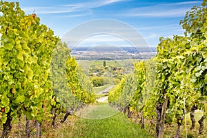 Of lush green vines in a sun-drenched vineyard, Alsace, France