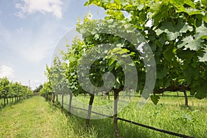 Lush green vineyard for wine production in the summer