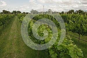 Lush green vineyard for wine production in the summer