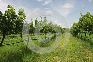 Lush green vineyard for wine production in the summer