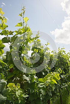 Lush green vineyard for wine production in the summer