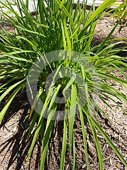 Lush green weed at the river bank and gardens homes area