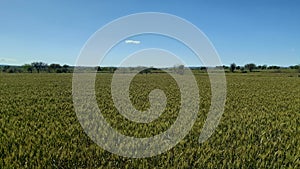 Lush green wheat crop fields