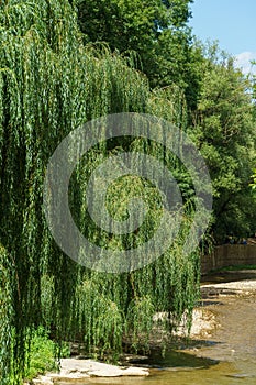 Lush green willow on the banks of the Olkhovka river in Kislovodsk national Park. Willow branches sink to water.