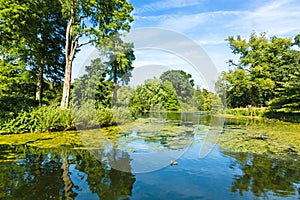 Lush Green Woodland Park Reflecting in Tranquil Pond