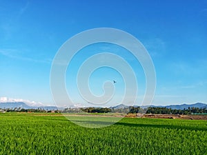 Lush green of young paddy plants, paddy rice seedlings in the field growing, farmers in Indonesia