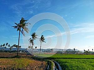 Lush green of young paddy plants, paddy rice seedlings in the field growing, farmers in Indonesia