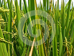 Lush green of young paddy plants, paddy rice seedlings in the field growing, farmers in Indonesia