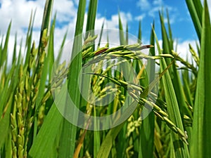 Lush green of young paddy plants, paddy rice seedlings in the field growing, farmers in Indonesia