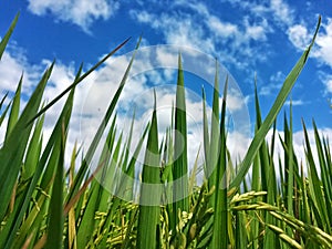 Lush green of young paddy plants, paddy rice seedlings in the field growing, farmers in Indonesia