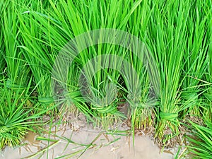Lush green of young paddy plants, paddy rice seedlings in the field ready to be planted by farmers in Indonesia