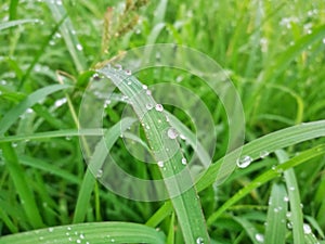 Lush green of young paddy plants, paddy rice seedlings in the field ready to be planted by farmers in Indonesia