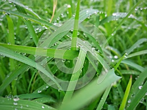 Lush green of young paddy plants, paddy rice seedlings in the field ready to be planted by farmers in Indonesia