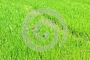 Lush green of young paddy plants, paddy rice seedlings in the field ready to be planted by farmers in Indonesia