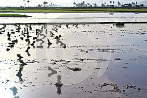 Lush green of young paddy plants, paddy rice seedlings in the field ready to be planted by farmers in Indonesia