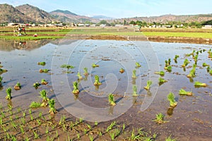 Lush green of young paddy plants, paddy rice seedlings in the field ready to be planted by farmers in Indonesia