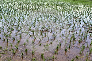 Lush green of young paddy plants, paddy rice seedlings in the field ready to be planted by farmers in Indonesia